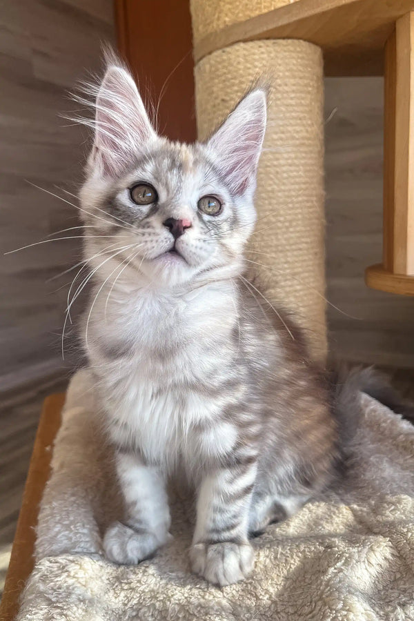 Nora | maine coon kitten