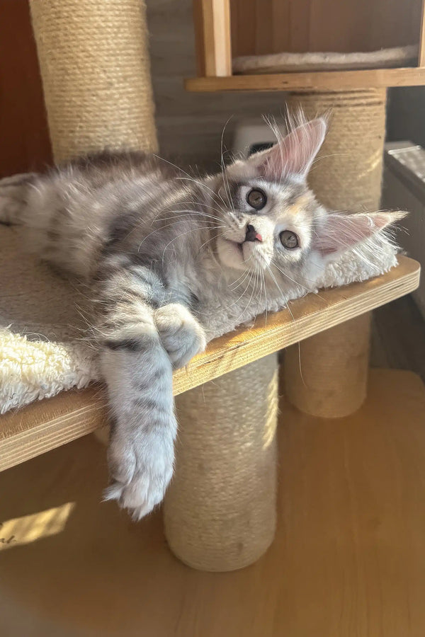 Nora | maine coon kitten