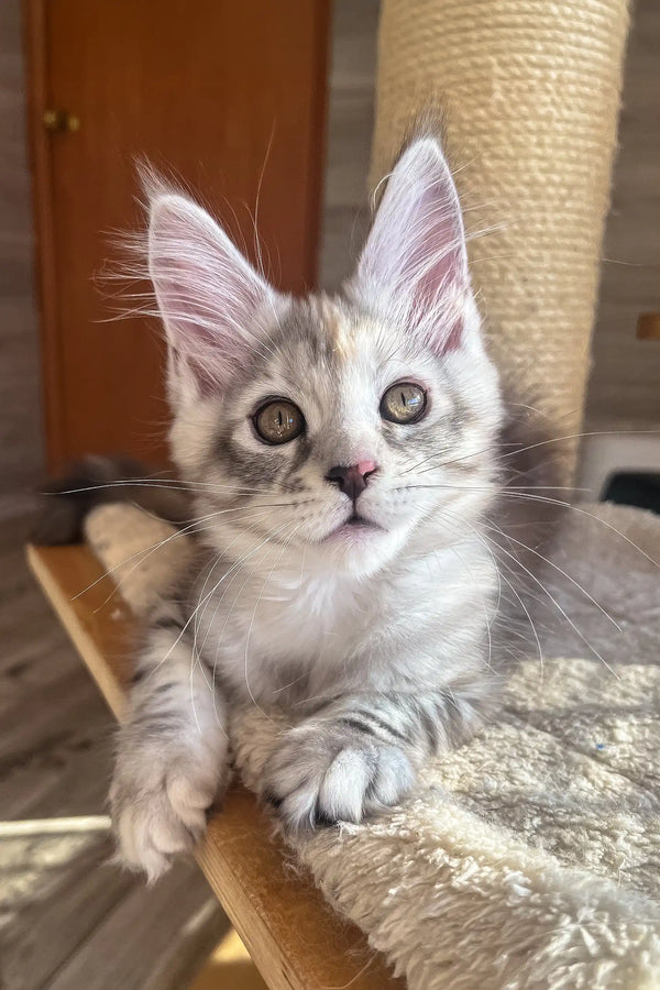 Nora | maine coon kitten