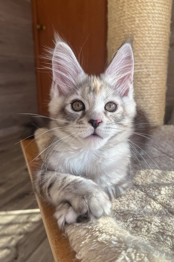Nora | maine coon kitten