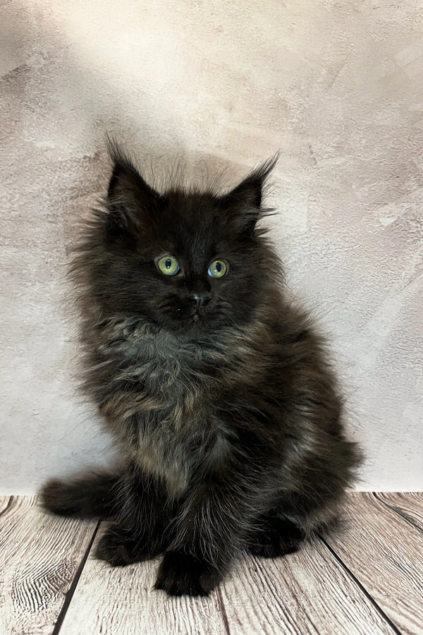 Fluffy black Maine Coon kitten with bright green eyes on a wooden surface