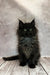 Fluffy black Maine Coon kitten with bright eyes sitting upright, named Nora