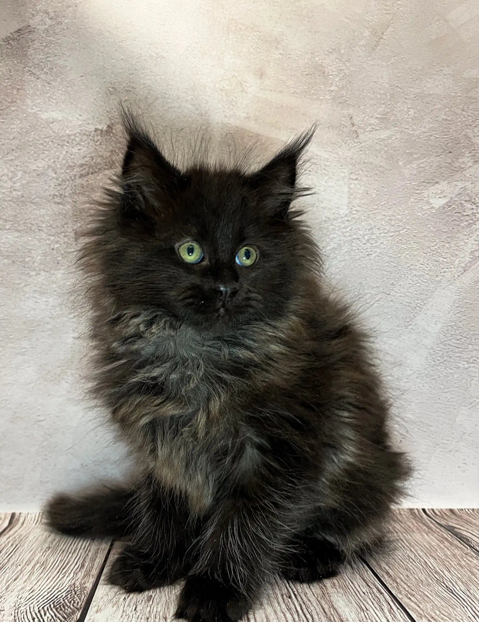 Maine Coon Kittens for Sale Nora | Kitten