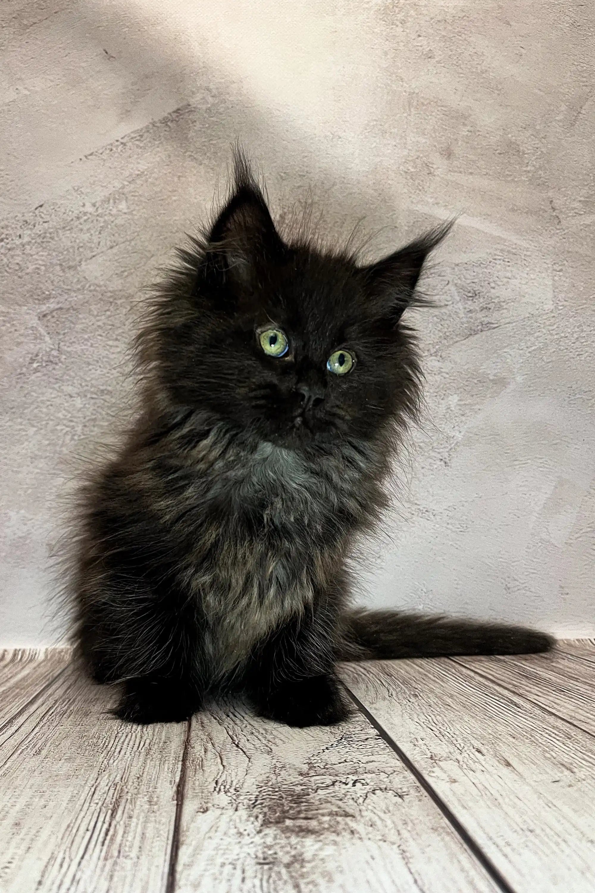 Maine Coon Kittens for Sale Nora | Kitten