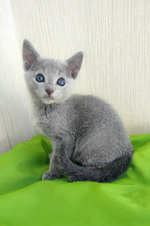 Cute gray kitten with blue eyes from Norbert, the Russian Blue Kitten collection