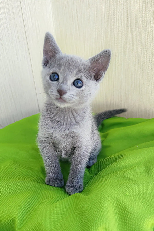 Adorable Gray kitten with blue eyes named Norbert, a perfect Russian Blue companion