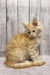 Fluffy cream-colored Maine Coon kitten with long fur sitting upright