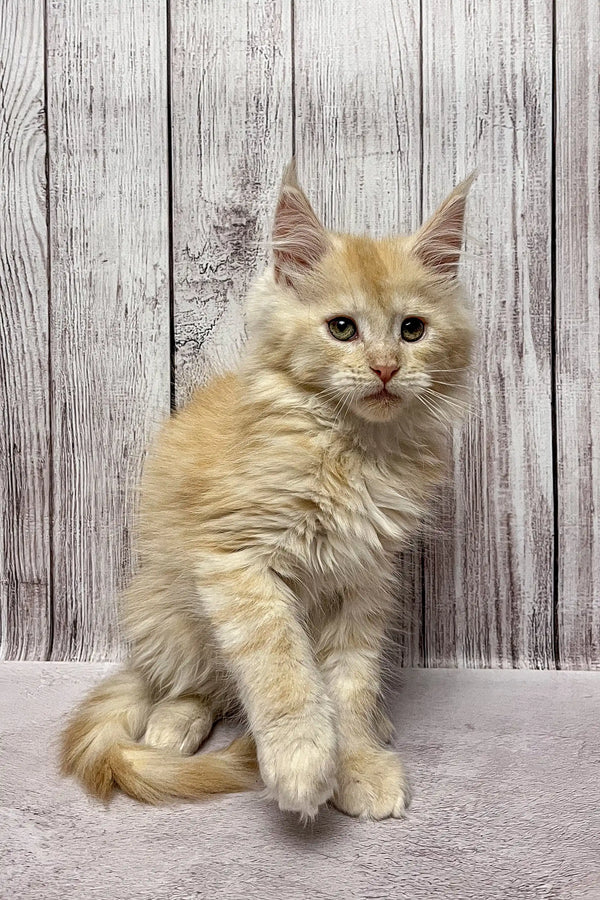 Fluffy cream Maine Coon kitten with alert eyes and perked ears ready for playtime