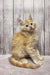 Fluffy cream-colored Maine Coon kitten with long fur sitting upright