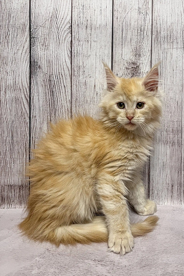 Fluffy cream-colored Maine Coon kitten with long fur sitting upright, perfect pet