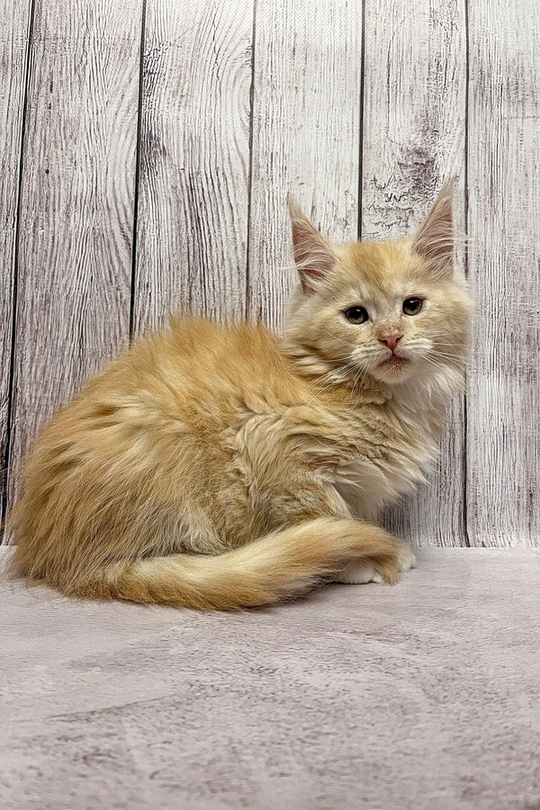 Fluffy cream-colored Maine Coon kitten with long fur and pointed ears