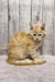 Fluffy cream Maine Coon kitten with long fur sitting upright and looking adorable