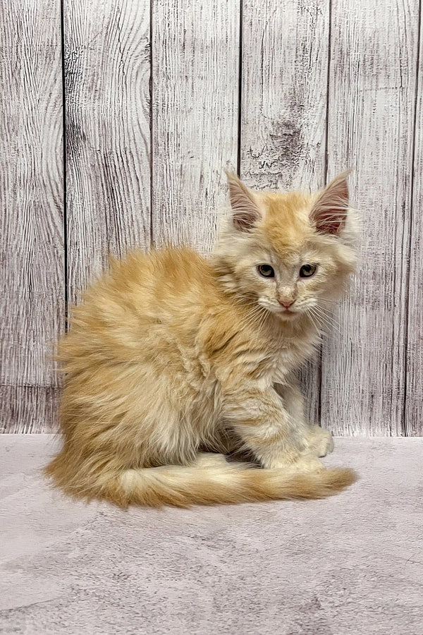 Fluffy cream Maine Coon kitten with long fur sitting upright and looking adorable