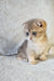 Nord | scottish fold kitten