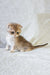 Nord | scottish fold kitten