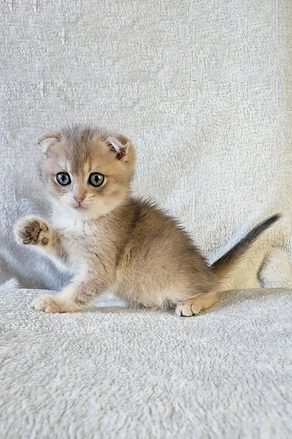 Nord | scottish fold kitten