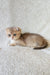 Nord | scottish fold kitten