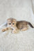 Nord | scottish fold kitten