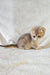 Nord | scottish fold kitten