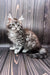 Fluffy gray tabby Maine Coon kitten with wide eyes, perfect for pet lovers