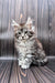 Adorable Maine Coon kitten with fluffy gray fur and alert eyes ready for playtime