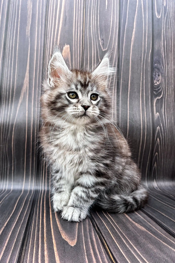 Adorable gray tabby Maine Coon kitten with fluffy fur and bright green eyes