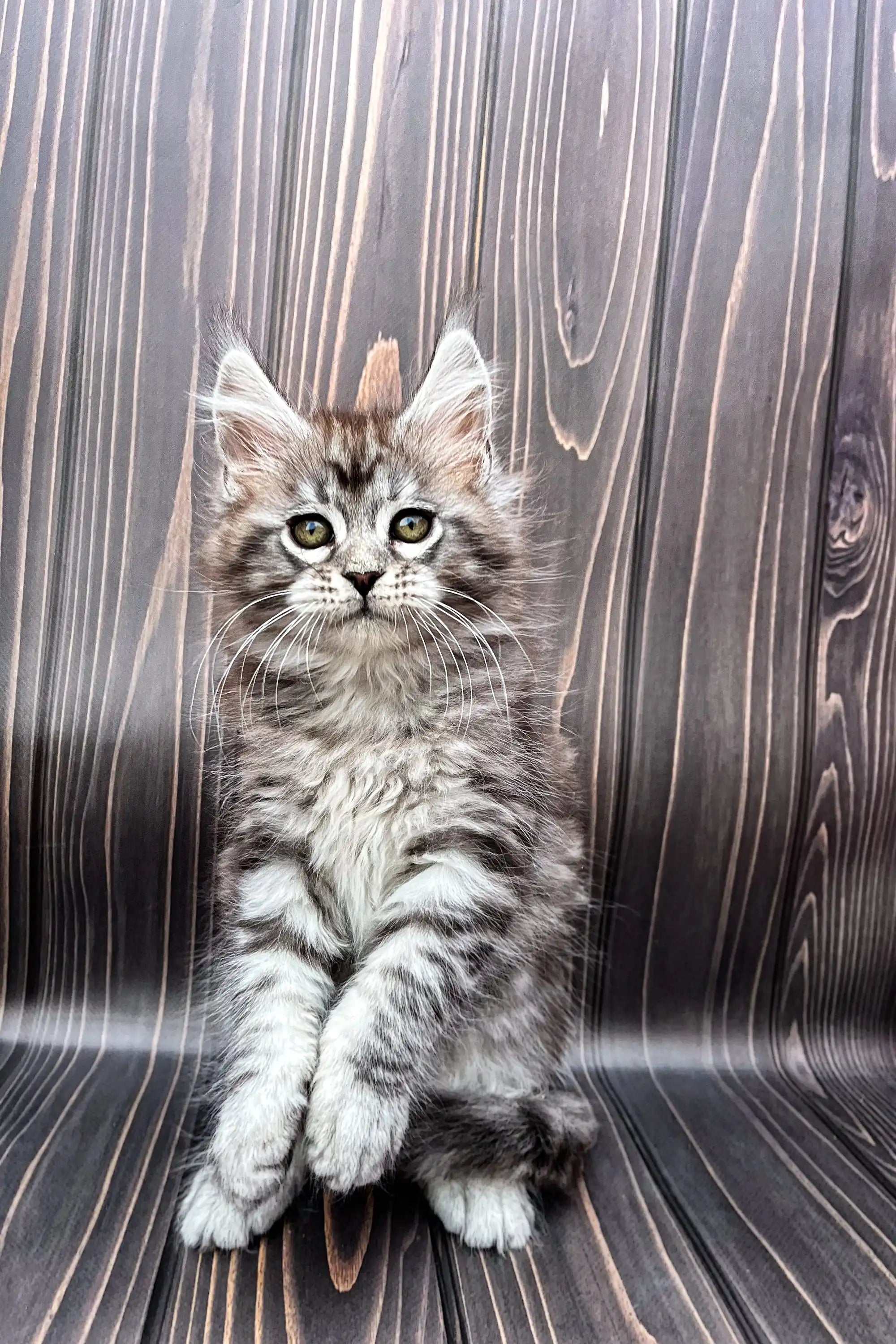 Maine Coon Kittens for Sale Nordi | Kitten