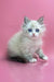 Fluffy white Siberian kitten with blue eyes and grey-tipped fur for Nordic lovers