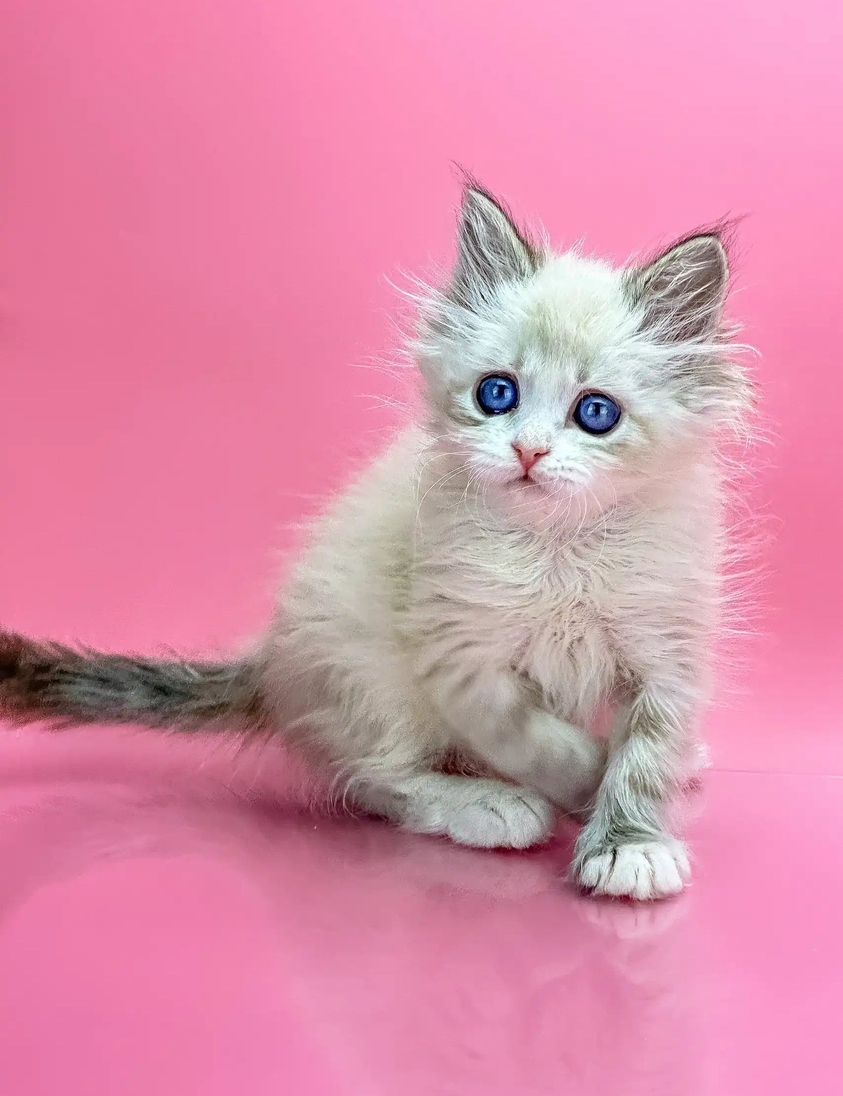 Ragdoll kitten with blue eyes and fluffy white fur for Nordic Siberian Kitten product