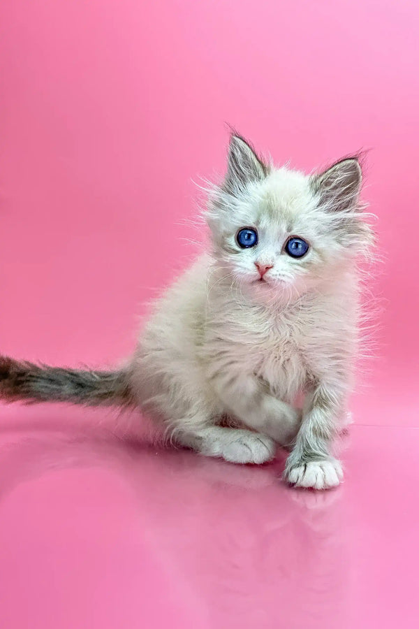 Ragdoll kitten with blue eyes and fluffy white fur for Nordic Siberian Kitten product