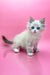 Ragdoll kitten with bright blue eyes and fluffy white fur in Nordic Siberian Kitten product