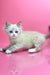 White Siberian kitten with fluffy fur and striking blue eyes from Nordic collection