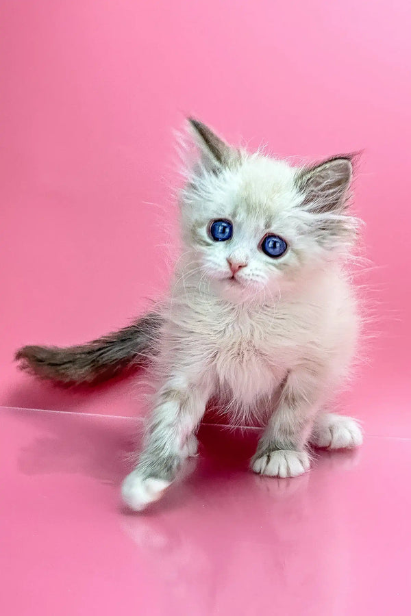 Nordic Siberian Kitten Fluffy Blue-Eyed Cuteness