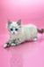 Adorable White Ragdoll Kitten with blue eyes and grey points in Nordic | Siberian Kitten