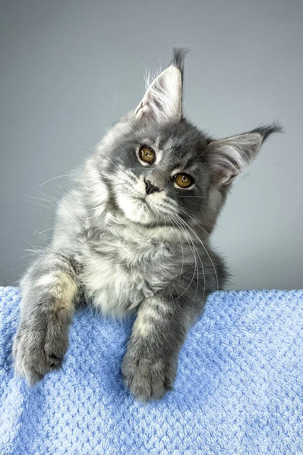 Nordic wind | maine coon kitten
