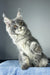 Nordic wind | maine coon kitten