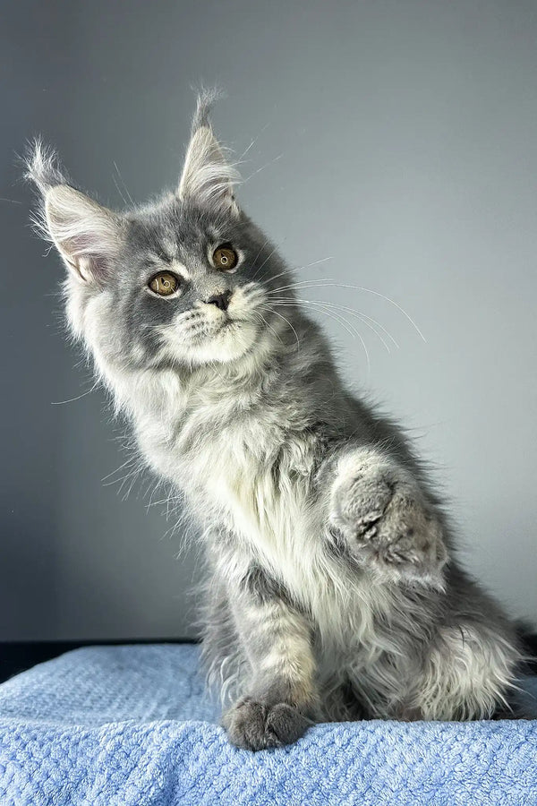 Nordic wind | maine coon kitten