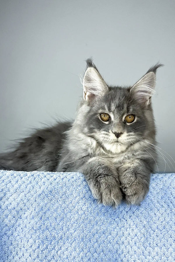 Nordic wind | maine coon kitten