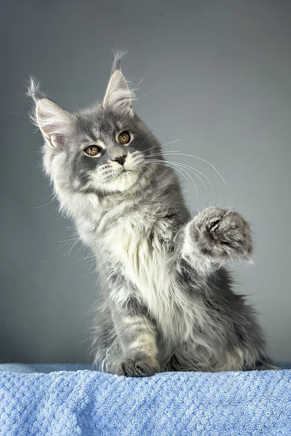 Nordic wind | maine coon kitten