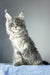 Nordic wind | maine coon kitten