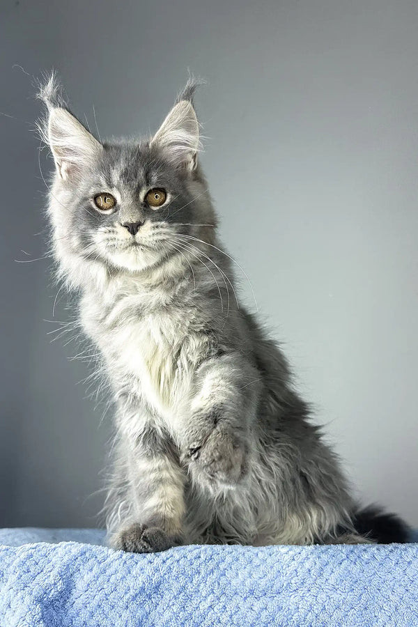 Nordic wind | maine coon kitten