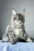 Nordic wind | maine coon kitten