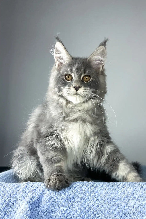 Nordic wind | maine coon kitten