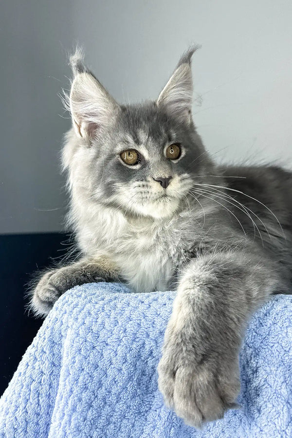 Nordic wind | maine coon kitten
