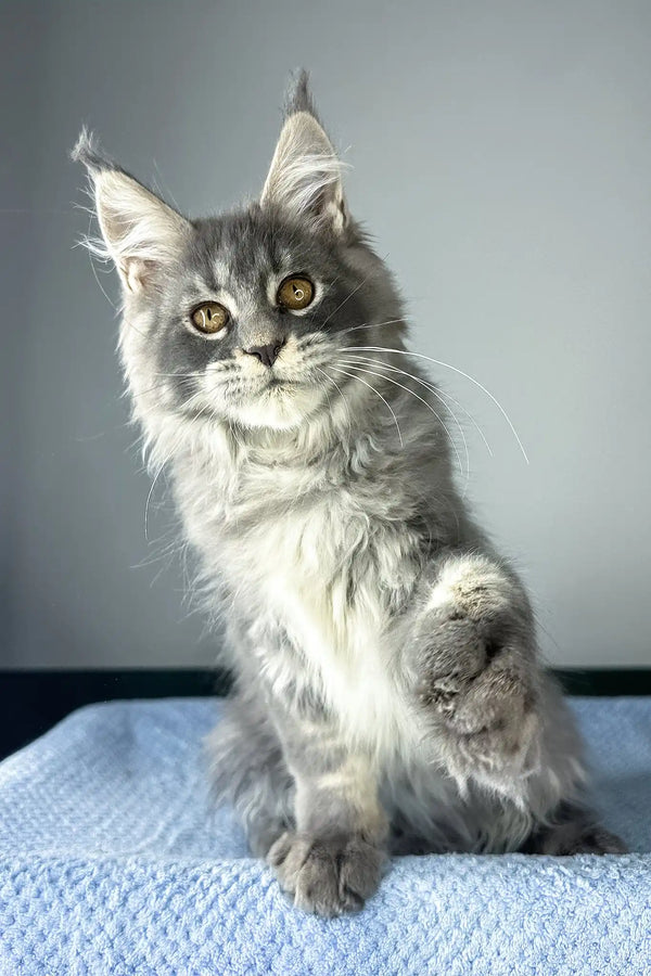 Nordic wind | maine coon kitten