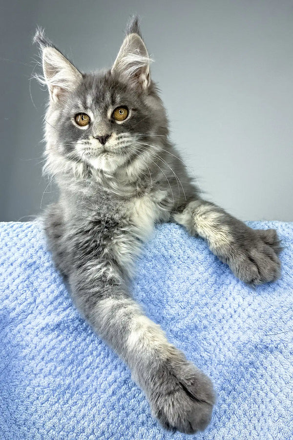 Nordic wind | maine coon kitten