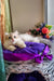 Noris | british longhair kitten