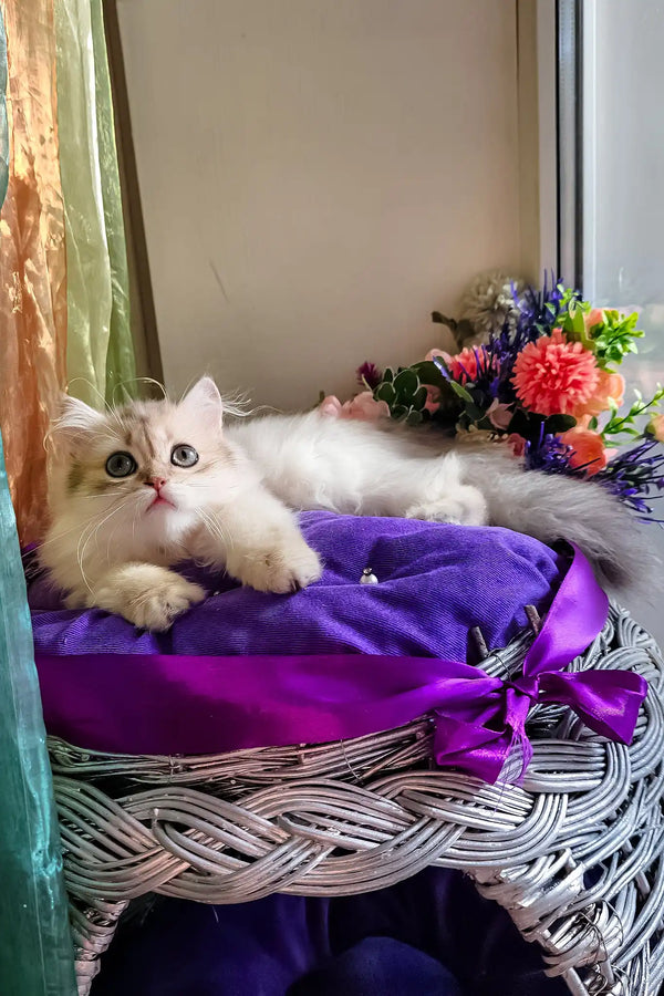 Noris | british longhair kitten
