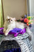 Noris | british longhair kitten