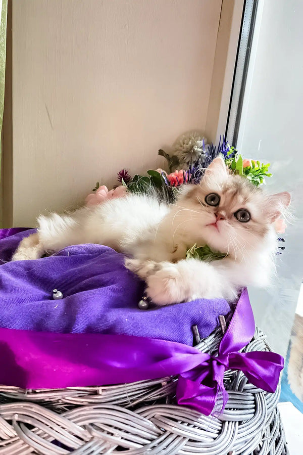 Noris | british longhair kitten